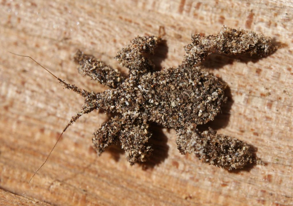 Reduvius_personatus,_Masked_Hunter_Bug_nymph_camouflaged_with_sand_grains